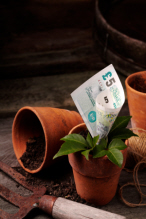 Money growing iStock 000010650691XSmall