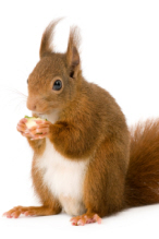 Squirrel_iStock_000006511073XSmall_146x219